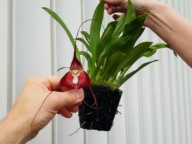 Орхидея дракула цветет револьверно