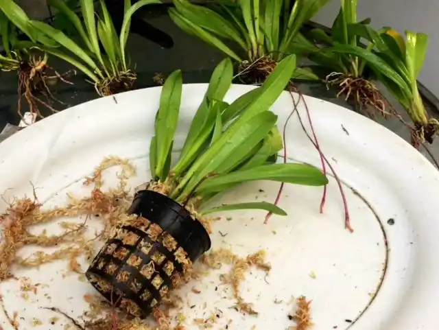 Взрослые, сильные группы дракул можно разделить