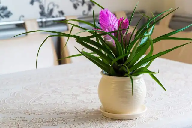 Тилландсия синяя (Tillandsia cyanea)