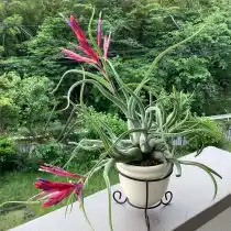 Тилландсия капут-медуза, или Голова Медузы (Tillandsia caput-medusae)