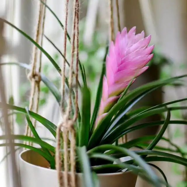 В комнатах комфортное место для тилландсии можно найти только на восточных, в течение лета — и на северных окнах