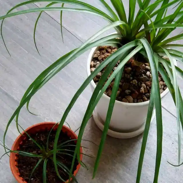 Для тилландсии пересадку проводят только тогда, когда есть потребность разделить кусты из-за нехватки места