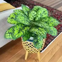 Хомаломена Уоллеса (Homalomena wallisii), сорт «Камуфляж»