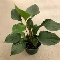 Хомаломена Уоллеса (Homalomena wallisii), сорт «Эмеральд Грин» (Emerald Green)