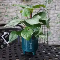 Хомаломена красноватая (Homalomena rubescens)