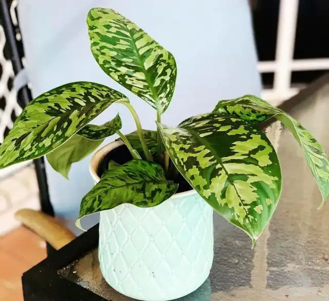 Хомаломена — любительница промежуточного, рассеянного, но все же яркого освещения