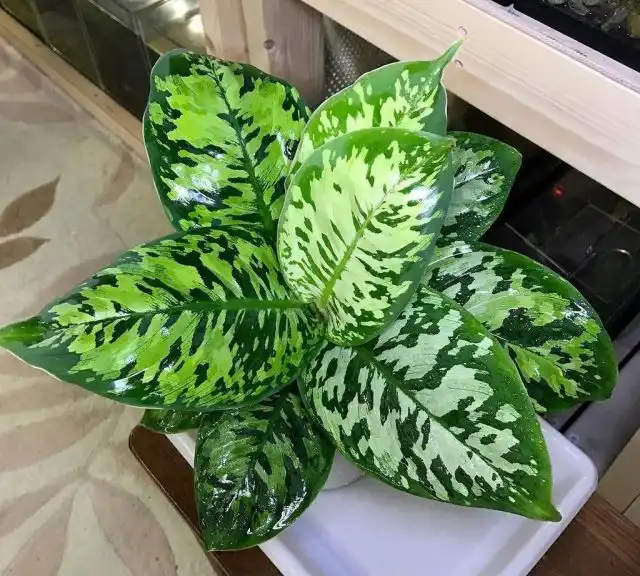 Листья хомаломены нужно постоянно содержать в чистоте и не отказываться от регулярного теплого душа