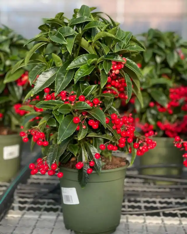 Ардизия городчатая (Ardisia crenata)
