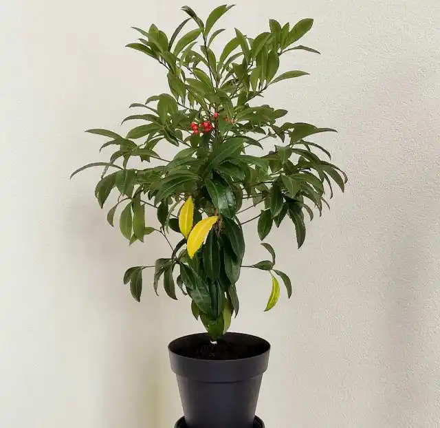 Отсутствие подкормок у ардизий обычно вызывает пожелтение листьев