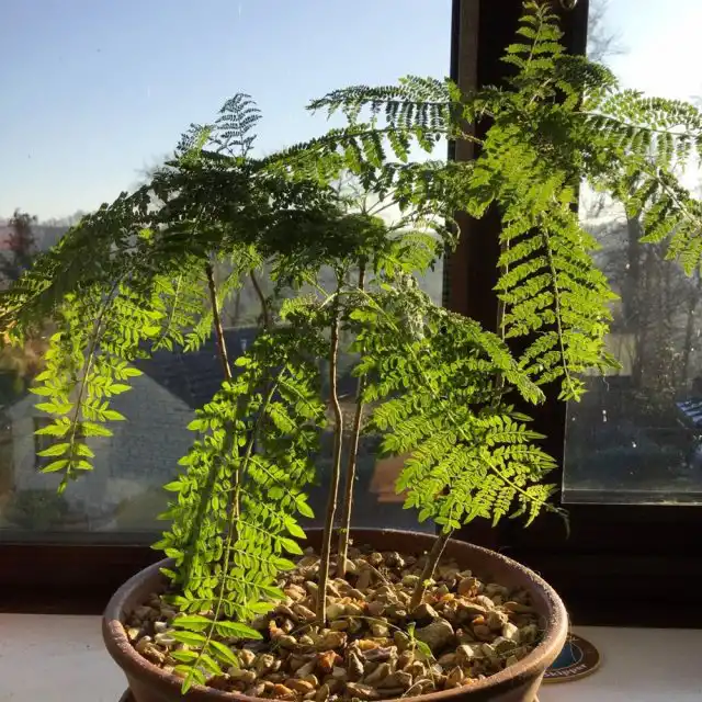 Идеальным местом для жакаранды можно смело считать западные подоконники