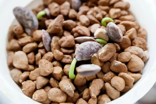 Гранулы вблизи