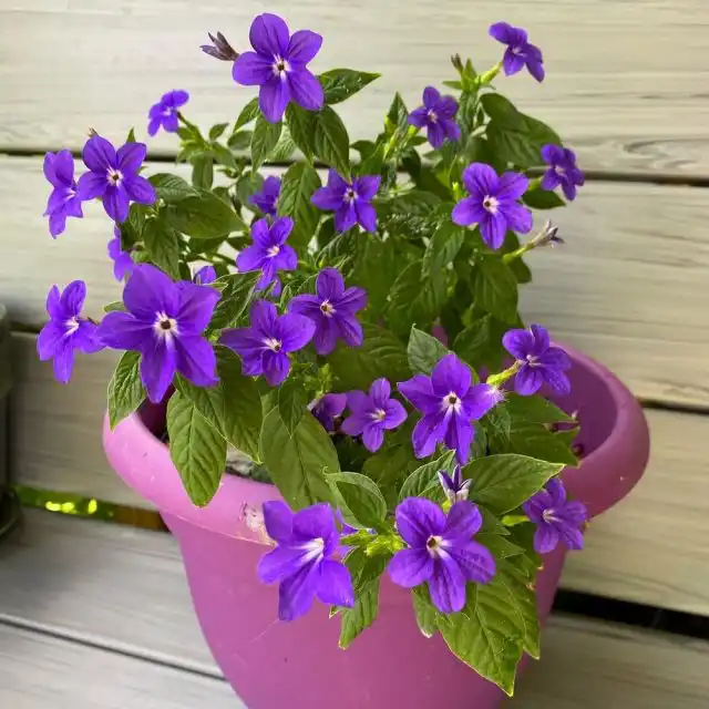 Броваллия (Browallia) 