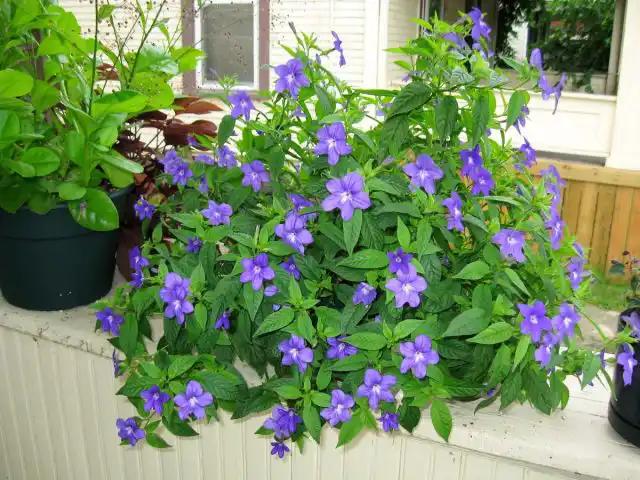 На лето лучше выносить броваллию на балкон или в сад