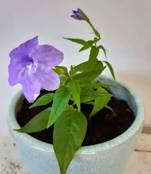 Для броваллий нужны устойчивые, классические горшки или подвесные корзины