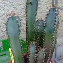 Цереус сильный (Cereus validus)