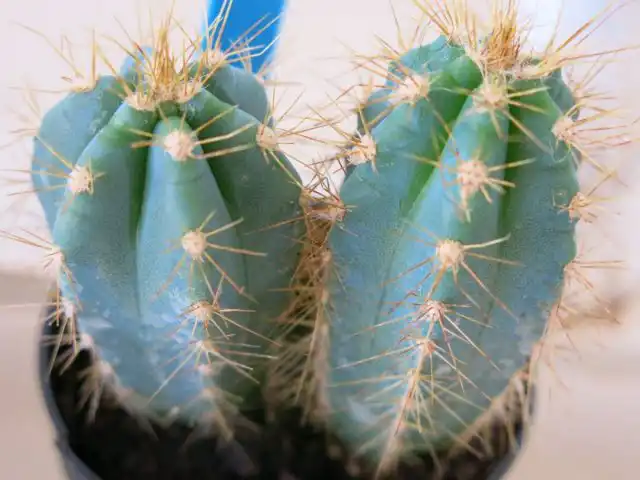 Цереус лазурный (Cereus azureus)