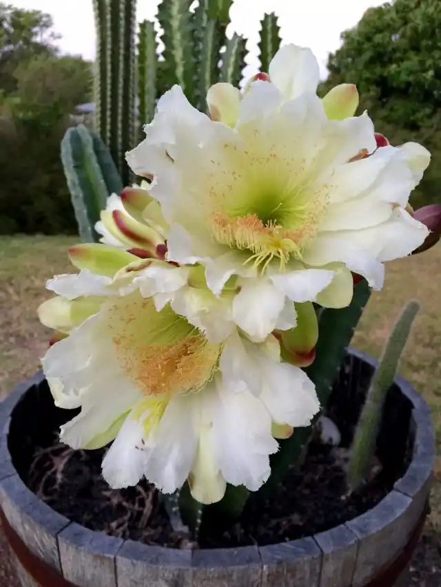 Цветение цереуса скалистого