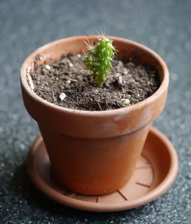 Крупные части стебля цереуса отлично укореняются в почве