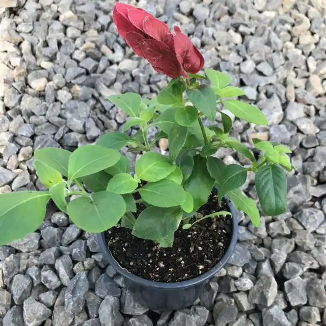 Молодые белопероне обычно приходится пересаживать ежегодно