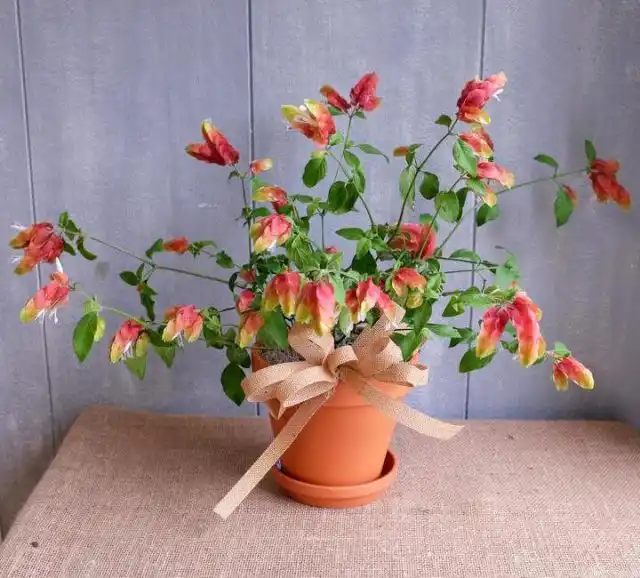 Юстиция Брандеге, или желтоволосистая (Justicia brandegeeana)