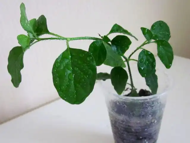 Белопероне размножается в основном вегетативно