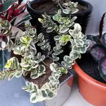 Карисса крупноцветковая вариегата (Carissa macrocarpa subsp. variegata)