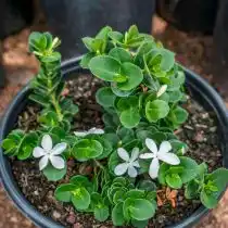 Карисса крупноцветковая «Десерт Стар» (Carissa macrocarpa ‘Desert Star’)