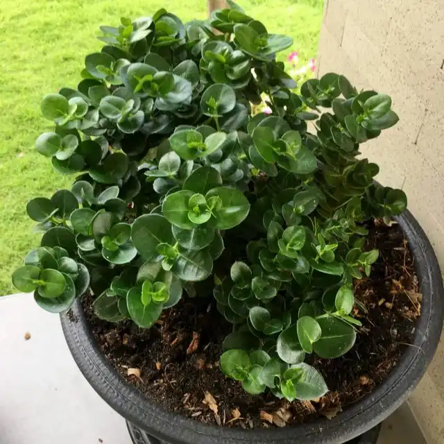 Кариссу можно выносить на свежий воздух