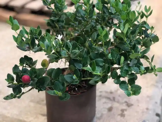 Карисса (Carissa)