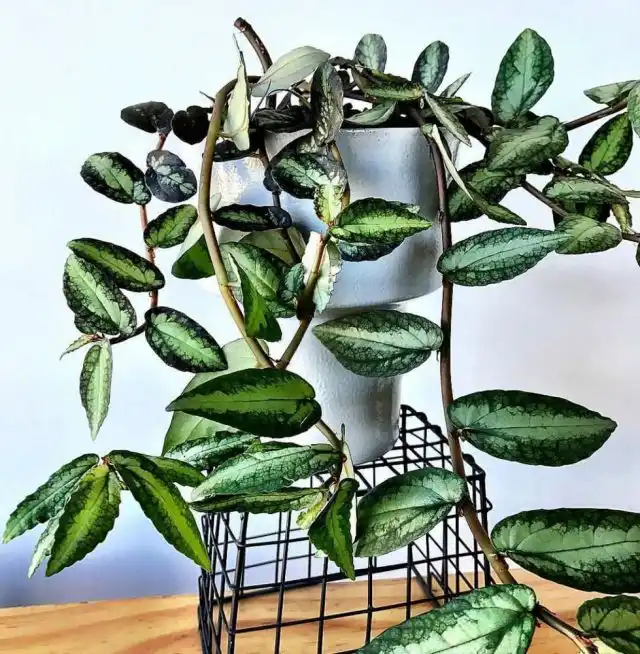 Пеллиония ползучая (Pellionia repens)