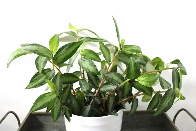 Прямое солнце пеллионии противопоказано