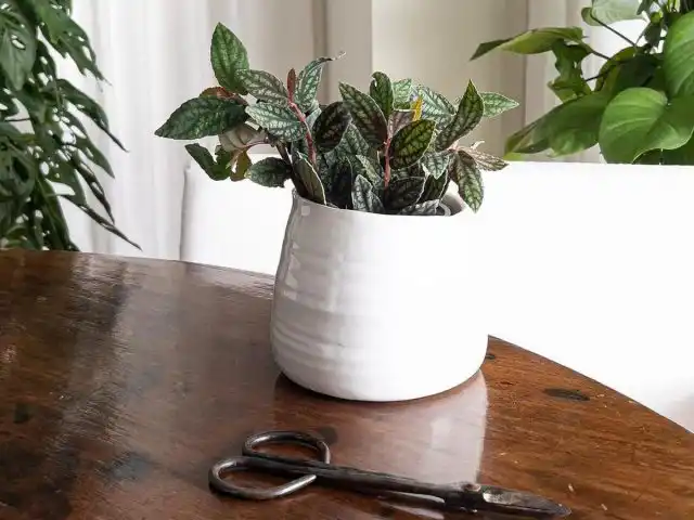 Пеллионии нужно регулярно омолаживать