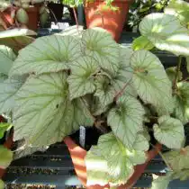 Бегония рекс, или Бегония королевская (Begonia rex), сорт «Сильвер Клауд» (Silver Cloud)