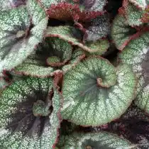 Бегония рекс, или Бегония королевская (Begonia rex), сорт «Рокхарт» (Rocheart)