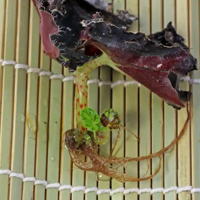 Черенки у бегонии отлично укореняются в воде и перлите, песке, кокосовом субстрате