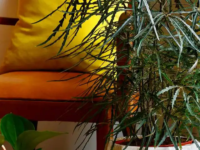 Без достаточного освещения красоты листьев дизиготеки не добиться