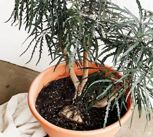 Дизиготеки предпочитают расти в простых и легких субстратах