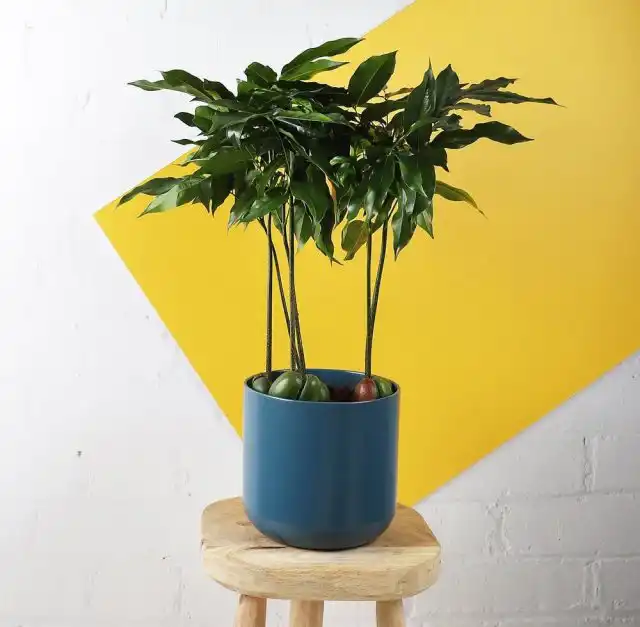 Каштаноспермум, или Комнатный каштан (Castanospermum australe)