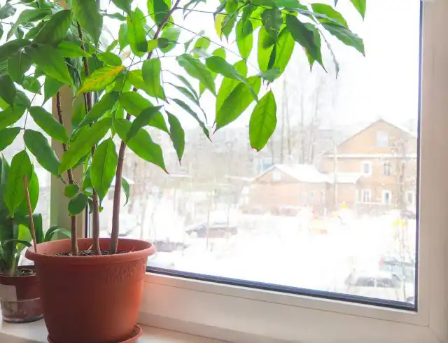 Зимой каштаноспермум не откажется от самого солнечного места в доме или досветки