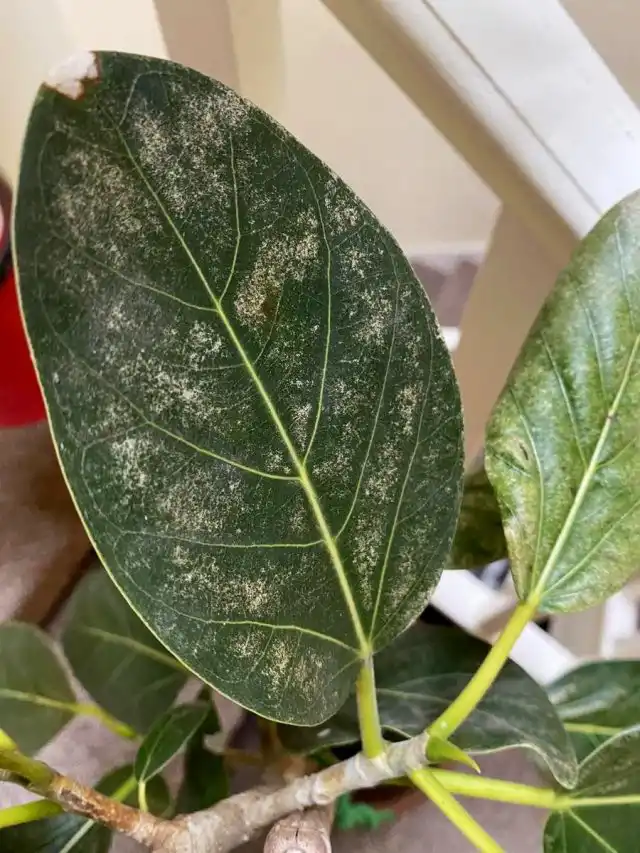 На фикусах к потере листьев могут привести паутинные клещи, щитовки и мучнистые червецы