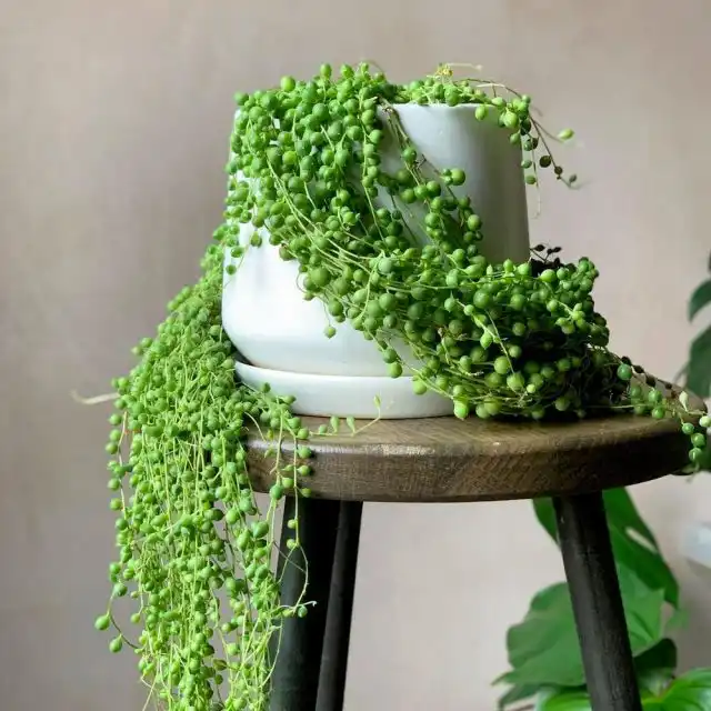 Крестовник, или Сенецио Роули (Senecio rowleyanus)