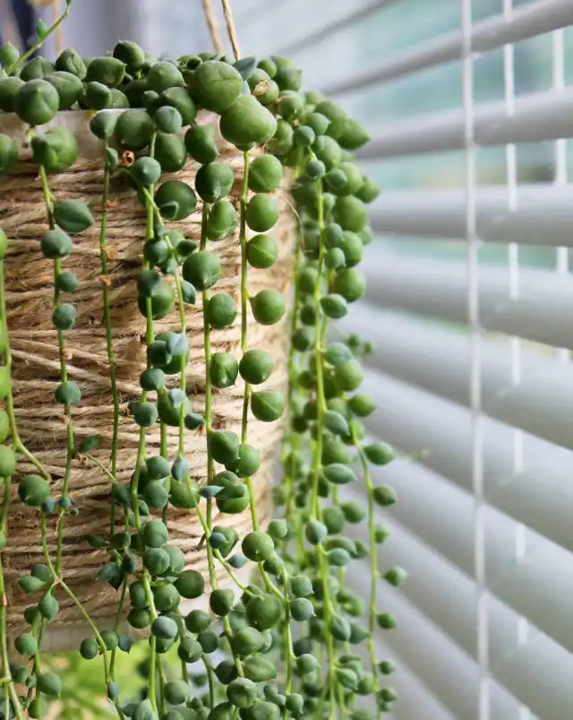 Благодаря хорошей адаптивности, крестовник Роули отлично растет как на ярком освещении, так и в легкой полутени