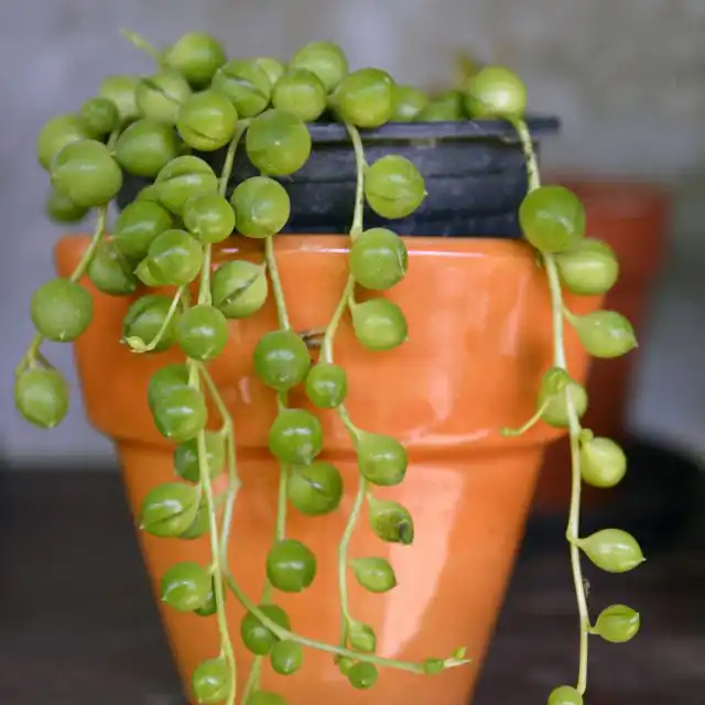 Крестовник Роули «переселяют» в новые емкости, только когда освоены предыдущие кашпо или есть проблемы с почвой