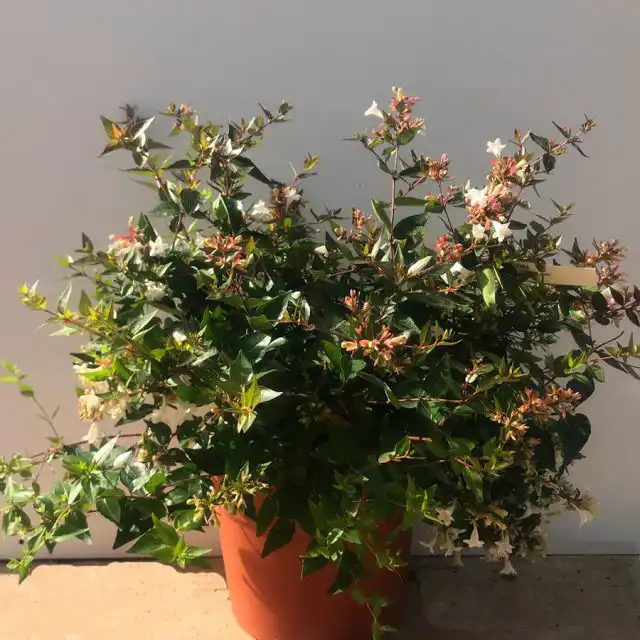 Абелию предпочитают рекомендовать для лоджий, оранжерей, зимних садов