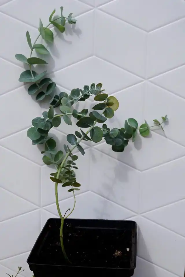 Двухлетний саженец эвкалипта