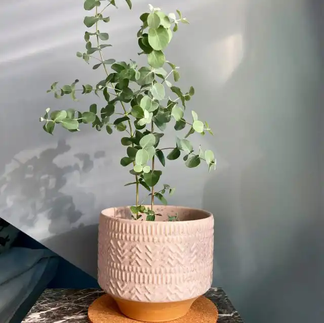 Эвкалипт (Eucalyptus)