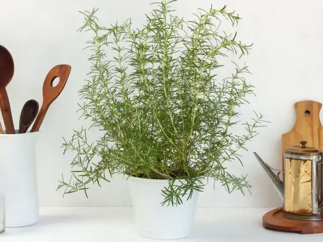 Розмарин в домашних условиях