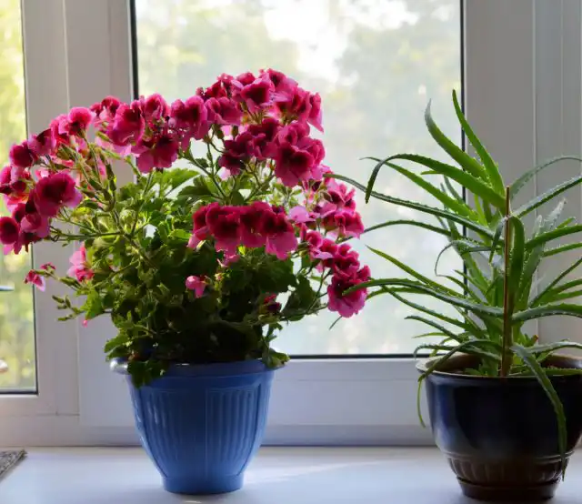 Пеларгония и алоэ
