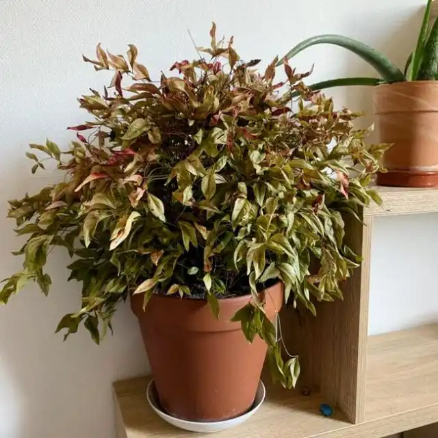 Сбрасыванием листьев нандина реагирует почти на любые неправильные условия