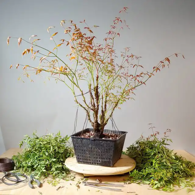 Формирование бонсай нандины требует удаления поросли и зачистки стволов для штамбовой формы